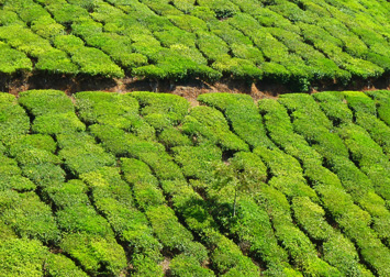  package 
